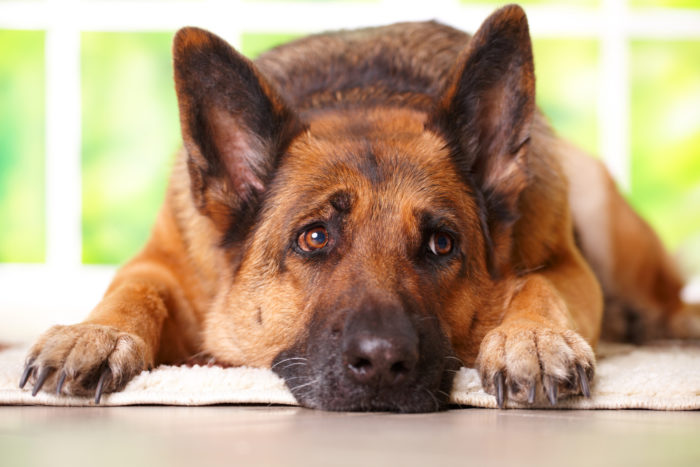 german shepherd dog sick from eating evanger's dog food
