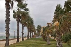 A storm wind stirred the palms of the coast