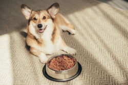 Blue Buffalo dog food is under fire for claims of false advertising.