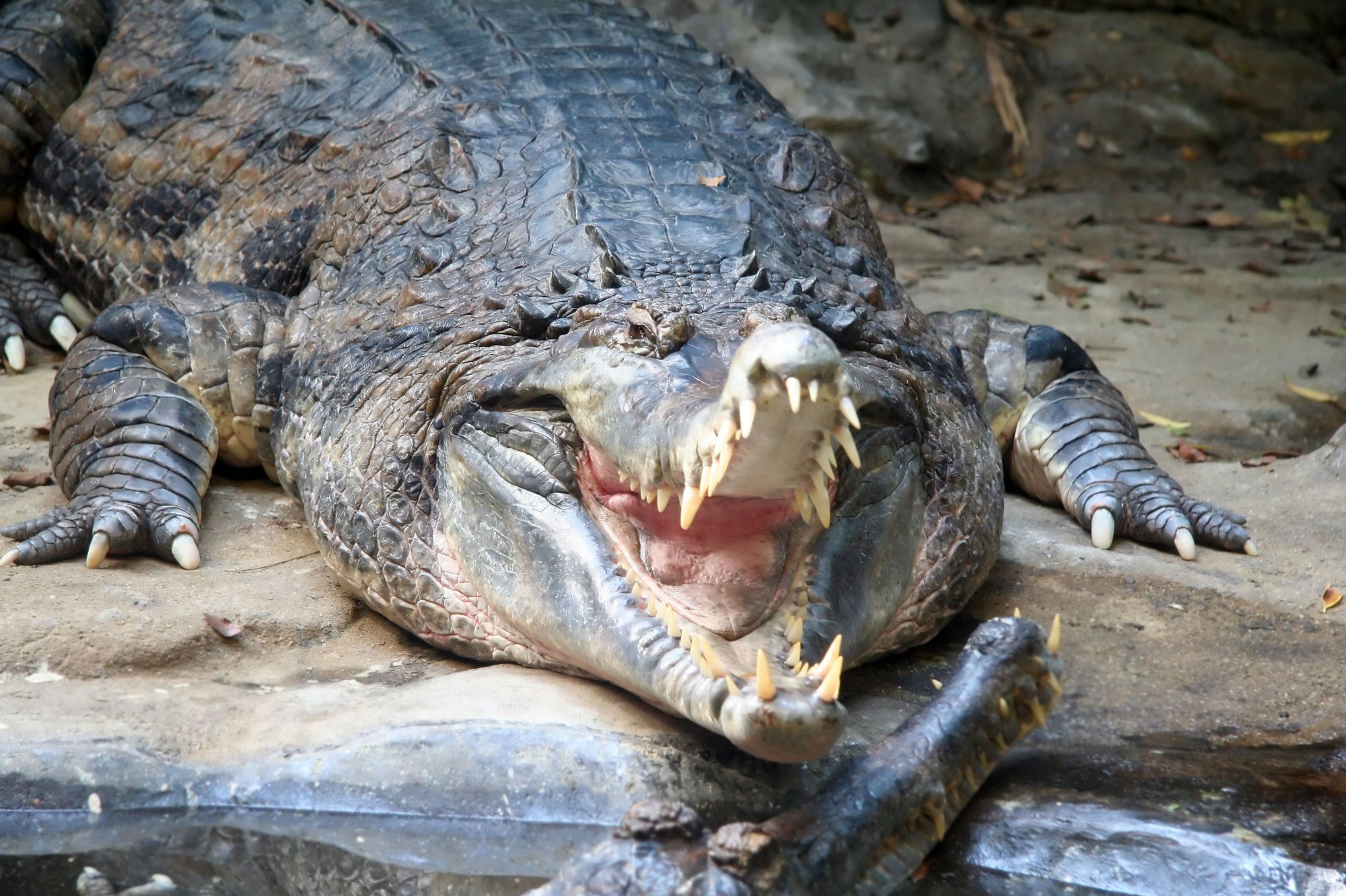 Alligator Damage Not Included in Natural Disaster Insurance Coverage