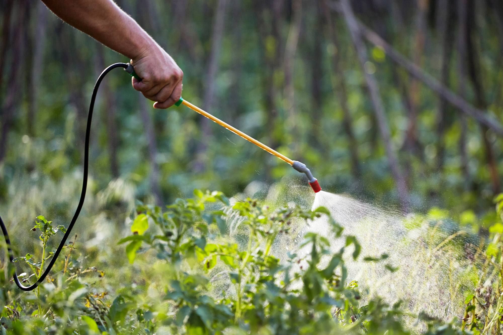 man spraying weeds with Roundup