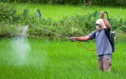 agriculture worker spraying roundup on fields