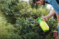 man spraying garden shrubs with roundup