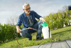 Man squats to use heribicide sprayer on his back yard grass.