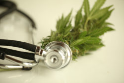 Marijuana plant and stethoscope