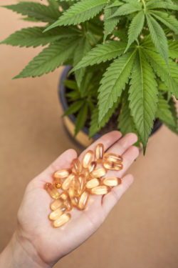 cannabis oil capsules