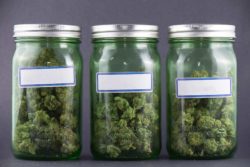 Cannabis jars from a marijuana dispensary