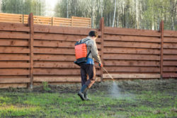 A young man wearing a knapsack herbicide sprayer walks and sprays along a back yard.
