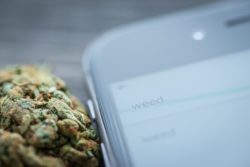 marijuana bud next to cell phone