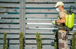 Man wearing mask sprays herbicides on plants near a fence