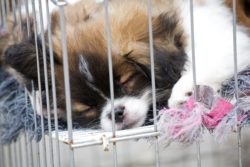 PetCenter puppies may not actually be rescues, according to a recent coronavirus.