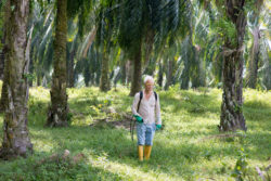 Man sprays weeds with herbicides in area surrounded by palm trees