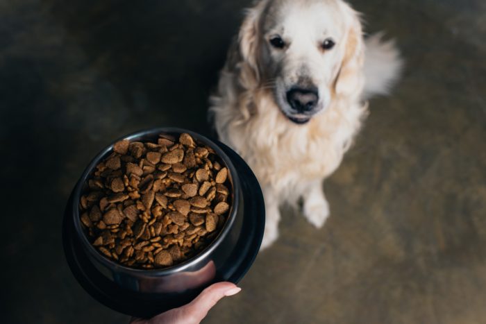 golden retriever dog waiting for a bowl of pet food