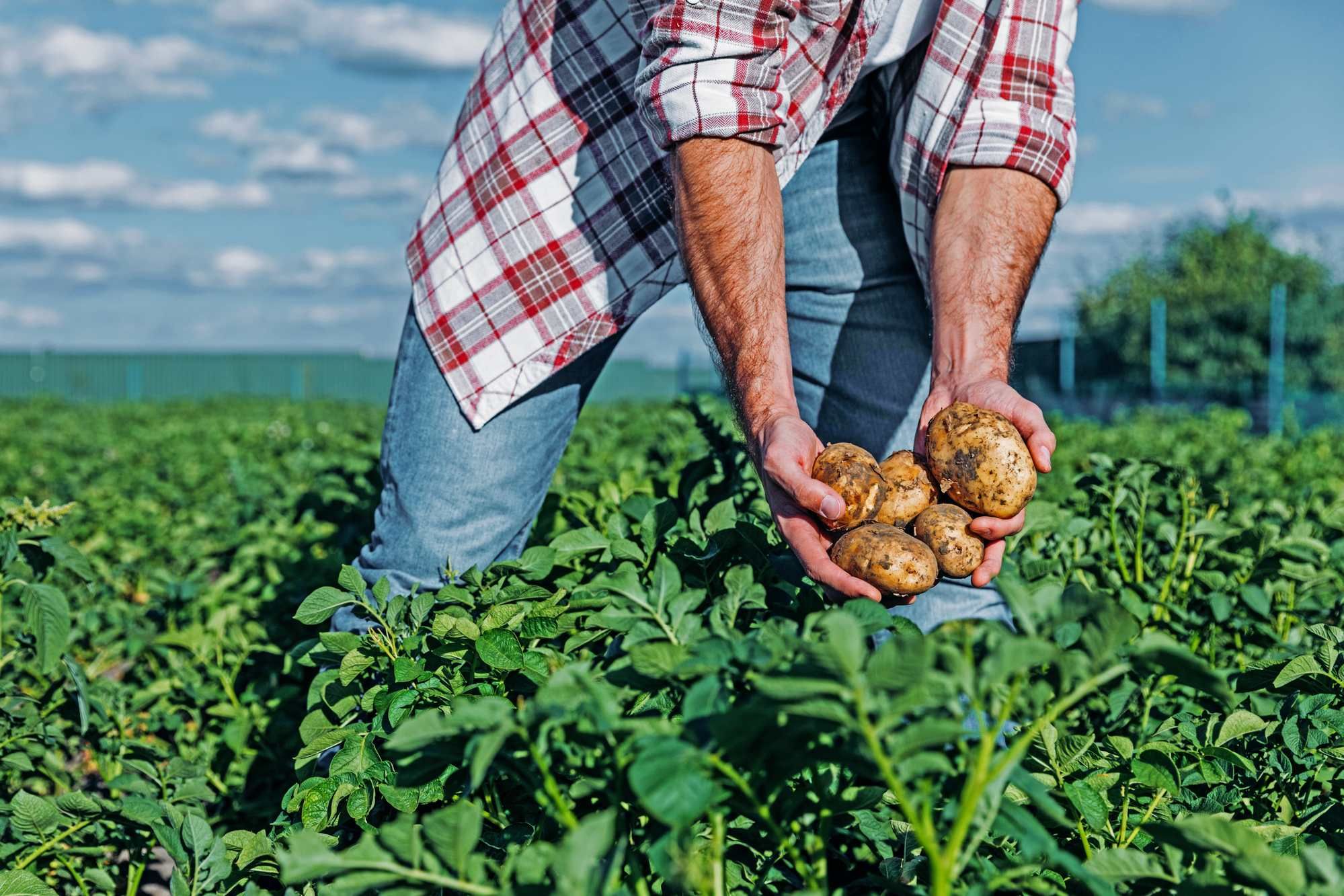 farmer harvesting potatoes