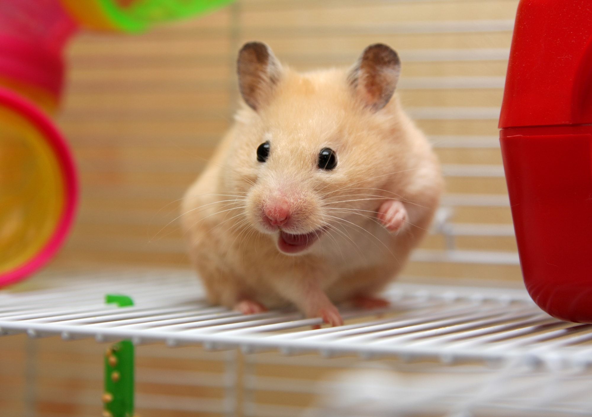 GOLDEN HAMSTER LIFE EXPECTANCY