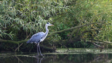 A heron stands in a stream.