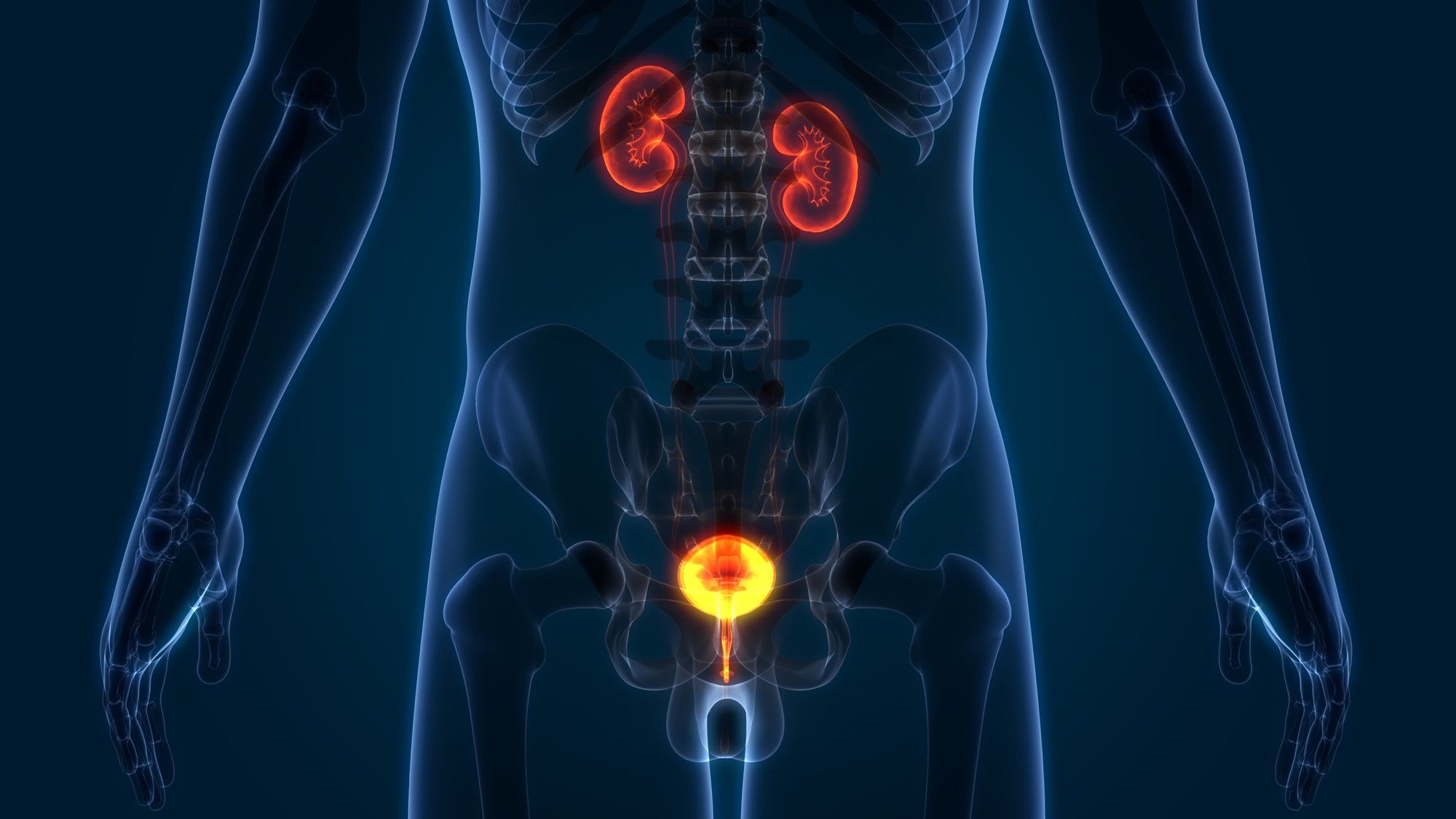 Invisible man with highlighted bladder and kidneys