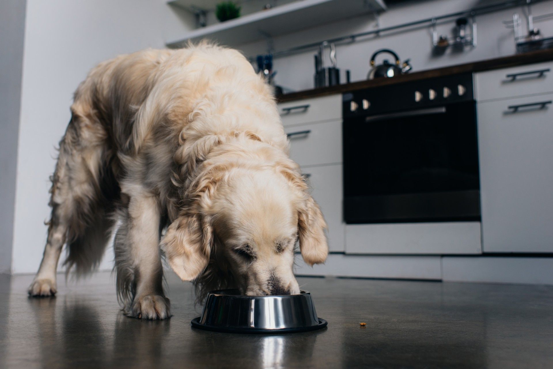 Golden retriever eating from dog food bowl on kitchen floor