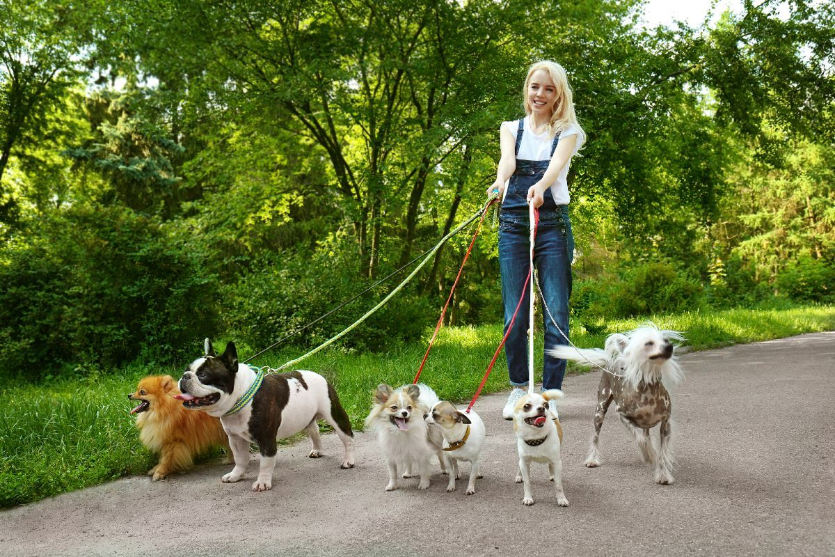 Woman walks multiple dogs down path