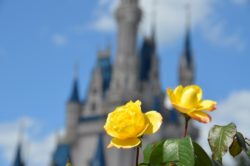Two yellow roses in front of Disney castle.
