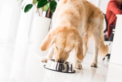 Golden retriever eats from a silver dog bowl on the ground - dog food recall