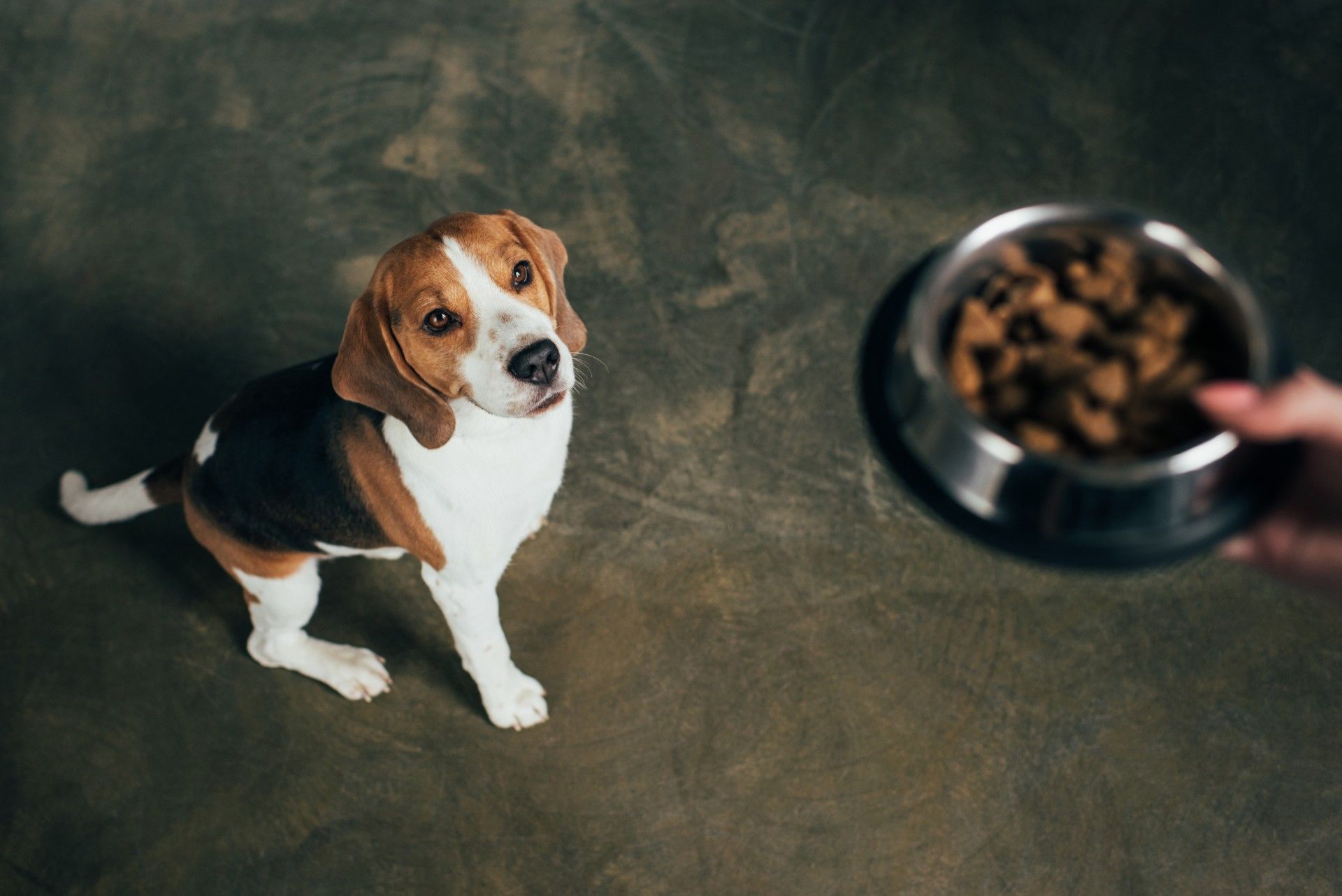 A beagle sits and waits as a person holds a dog food bowl out above it - dog food recall
