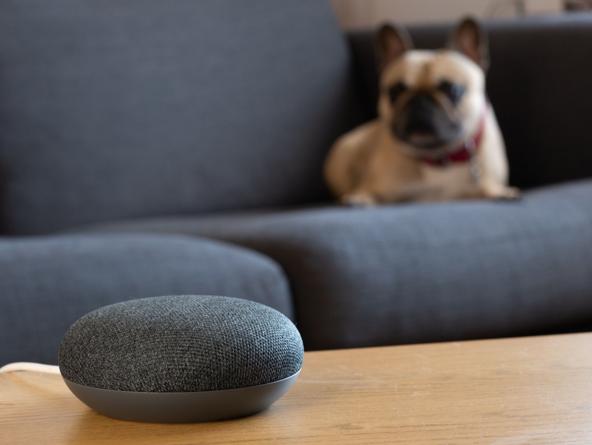 A Google Home Mini smart speaker sits on a table in the foreground, with a dog on a sofa blurred in the background - Google Home devices