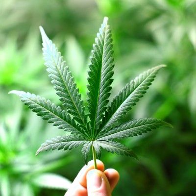 Closeup of fingers holding marijuana leaf - legalization of marijuana