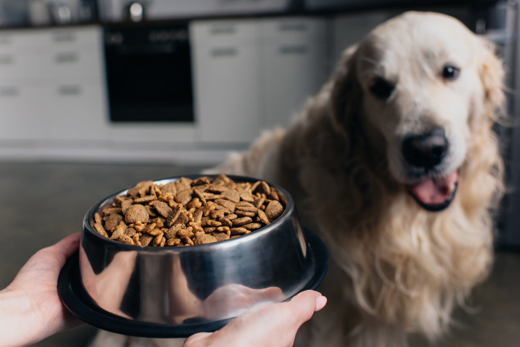 Is Nature's Recipe Dog Food Grain Free?