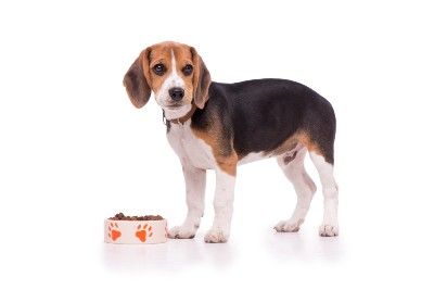 Beagle puppy stands near full food bowl - dog food recall