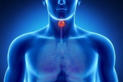 A glowing blue graphic of a male body with the thyroid highlighted in red - thyroid medication