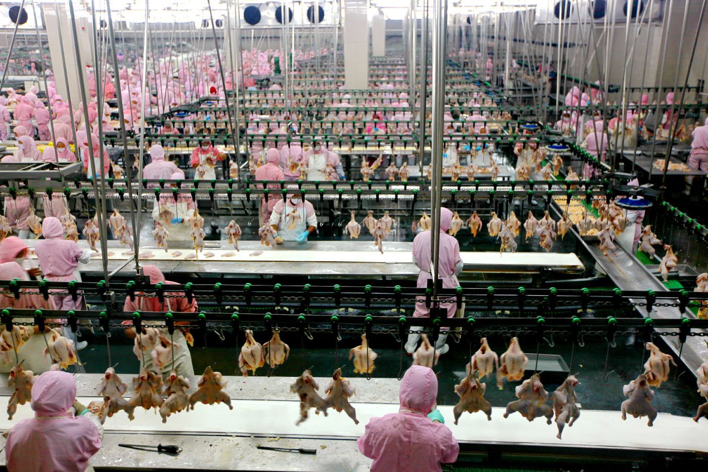 Workers on the line at a Tyson chicken processing plant - poultry
