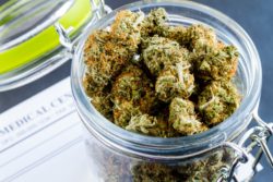 Marijuana for medicinal use