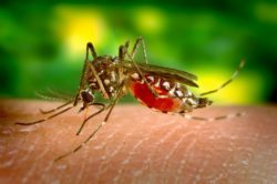 Spartan Mosquito Eradicator doesn't work, plaintiff claims.