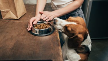 A beagle stands on hind legs to try to get a bowl of kibble on a cabinet - Diamond pet foods