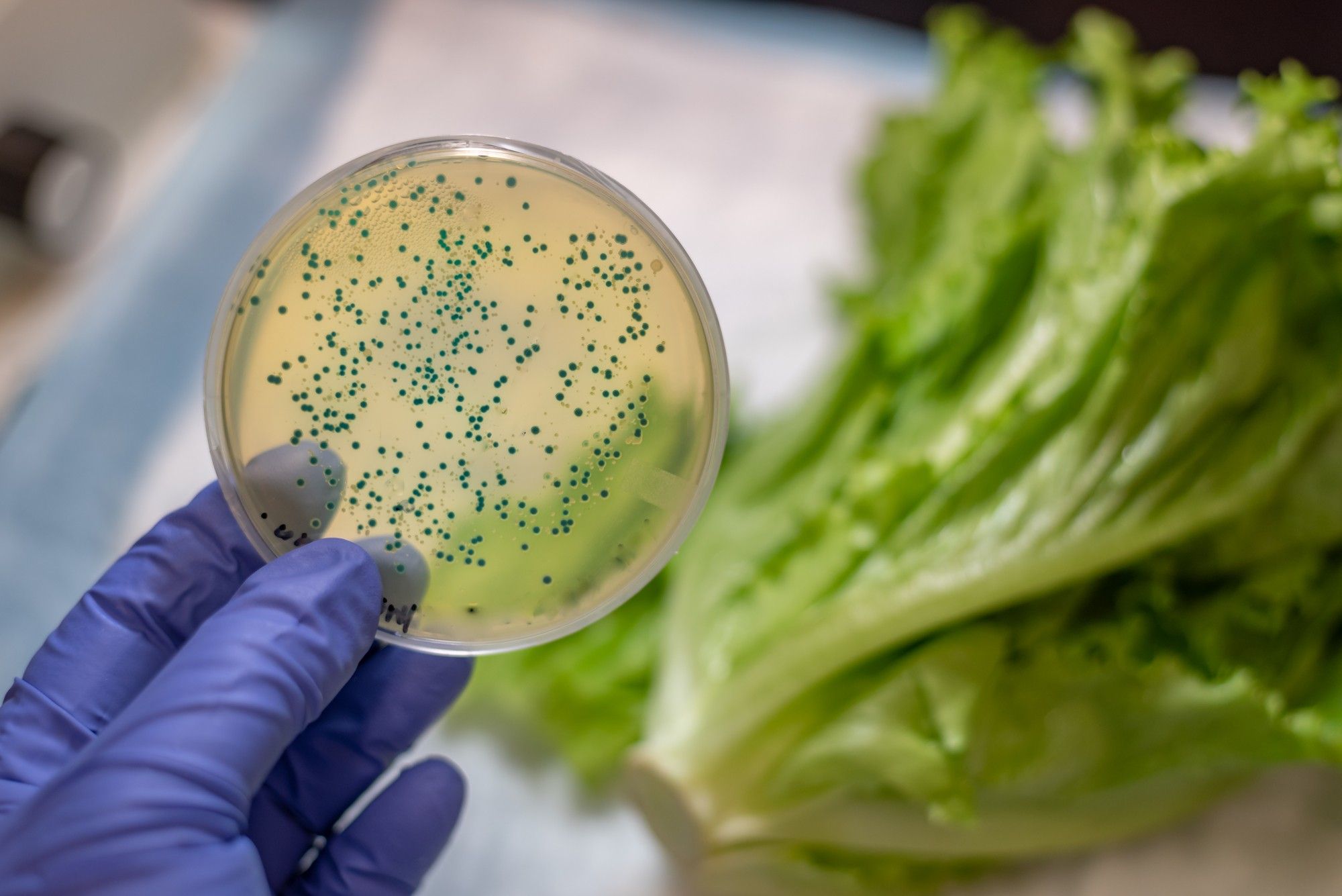 Possible E. Coli contamination leads to romaine lettuce recall.