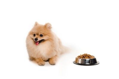 A pomeranian lies near a silver bowl of kibble - Diamond pet foods