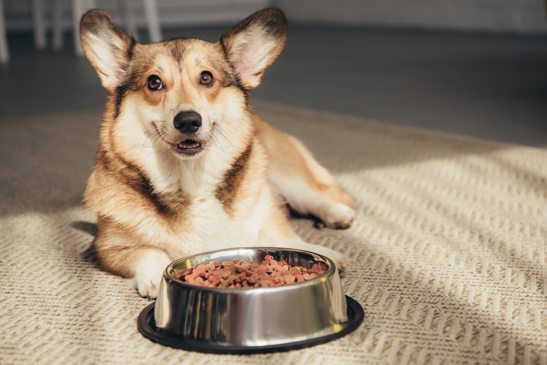 A Corgi lies near a bowl of pet food