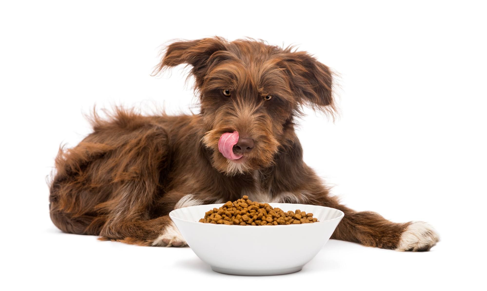 Aflatoxin prompts pet food recall. 