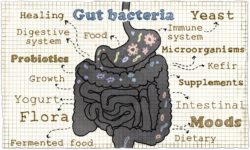 Glyphosate may threaten helpful gut bacteria.