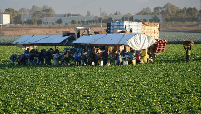 migrant farmworkers in field