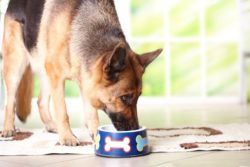 A Sportsmix recall has been expanded following the death of 70 dogs.