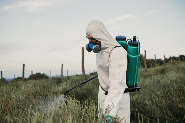 A person sprays weed killer on tall plants - Does Roundup Cause Cancer?