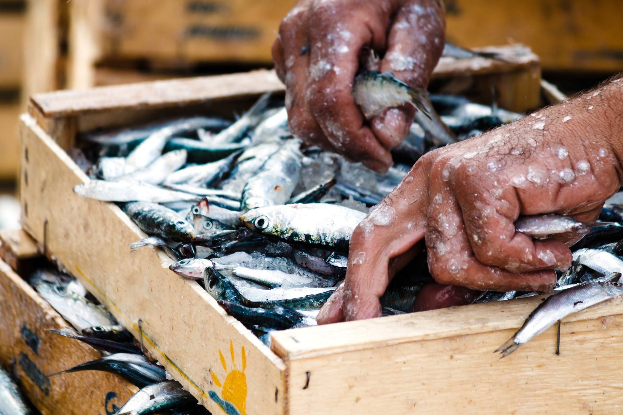 Herring industry alleges negligence in Chevron oil spill destroyed fish habitat