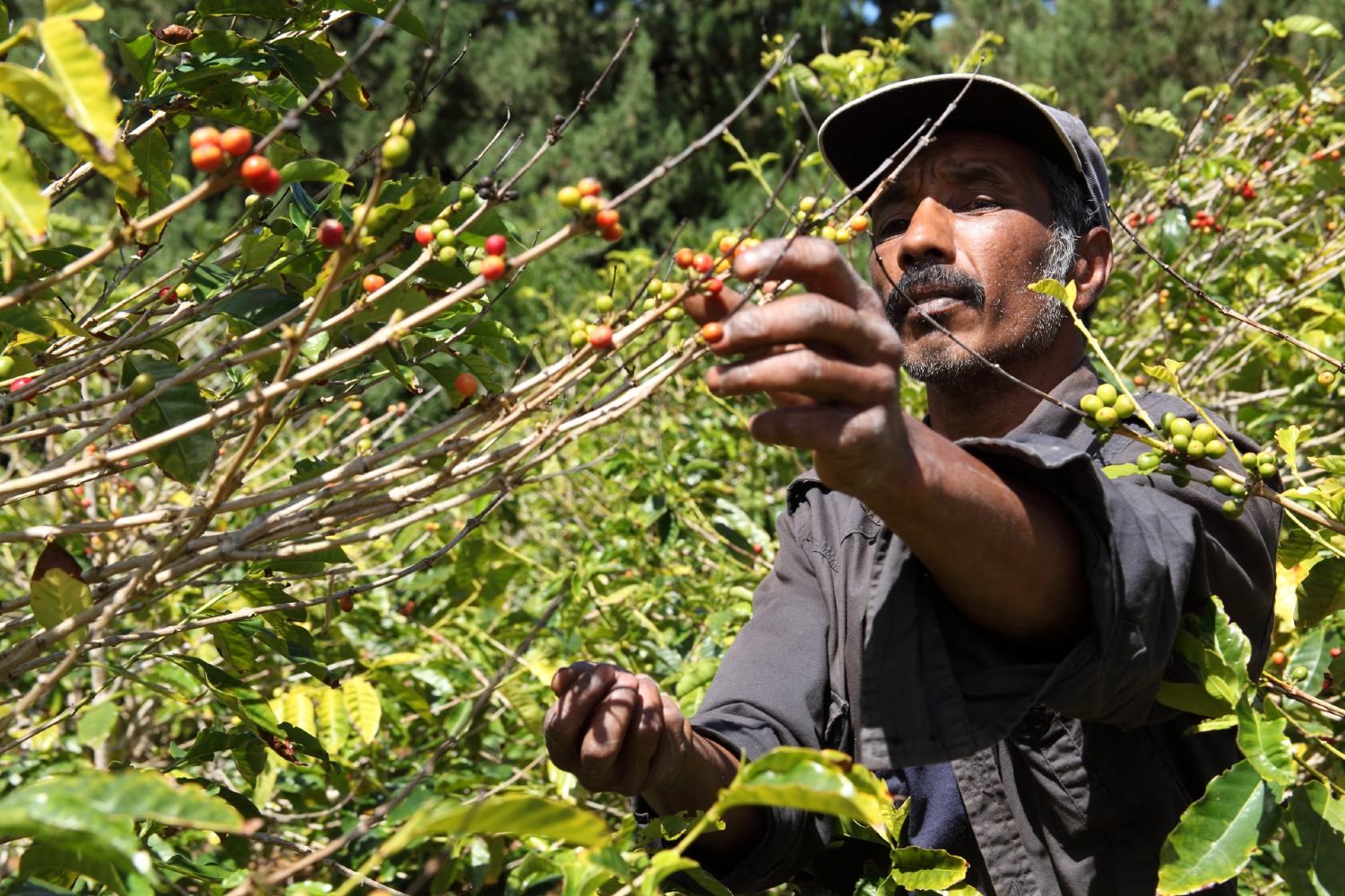 Coffee farmer picks beans - Kona coffee farmers
