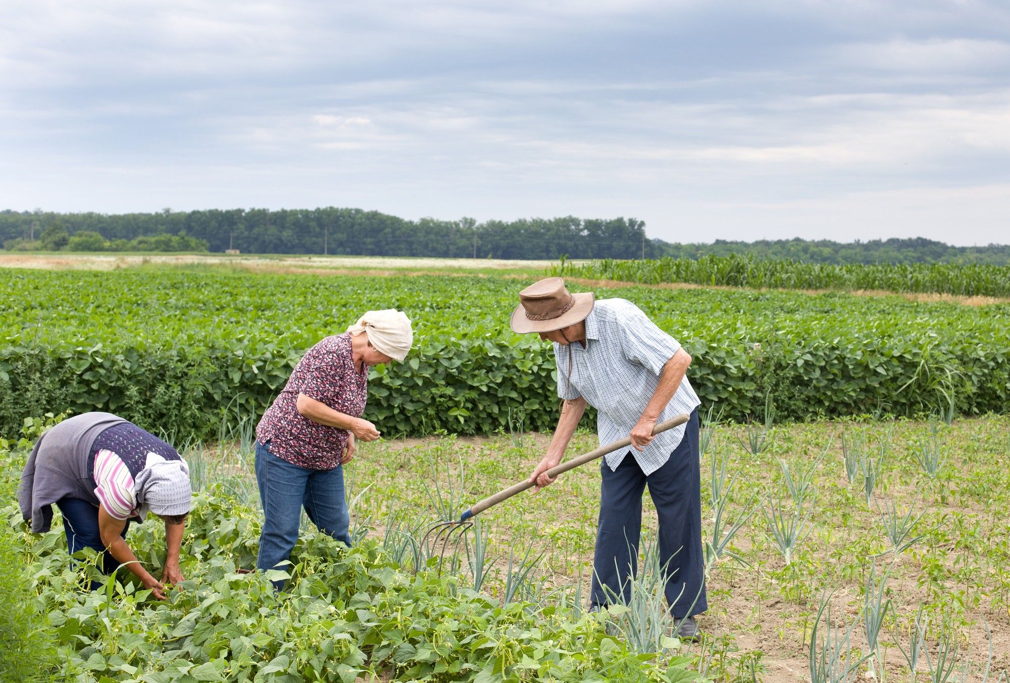 farmer family working in a bean field