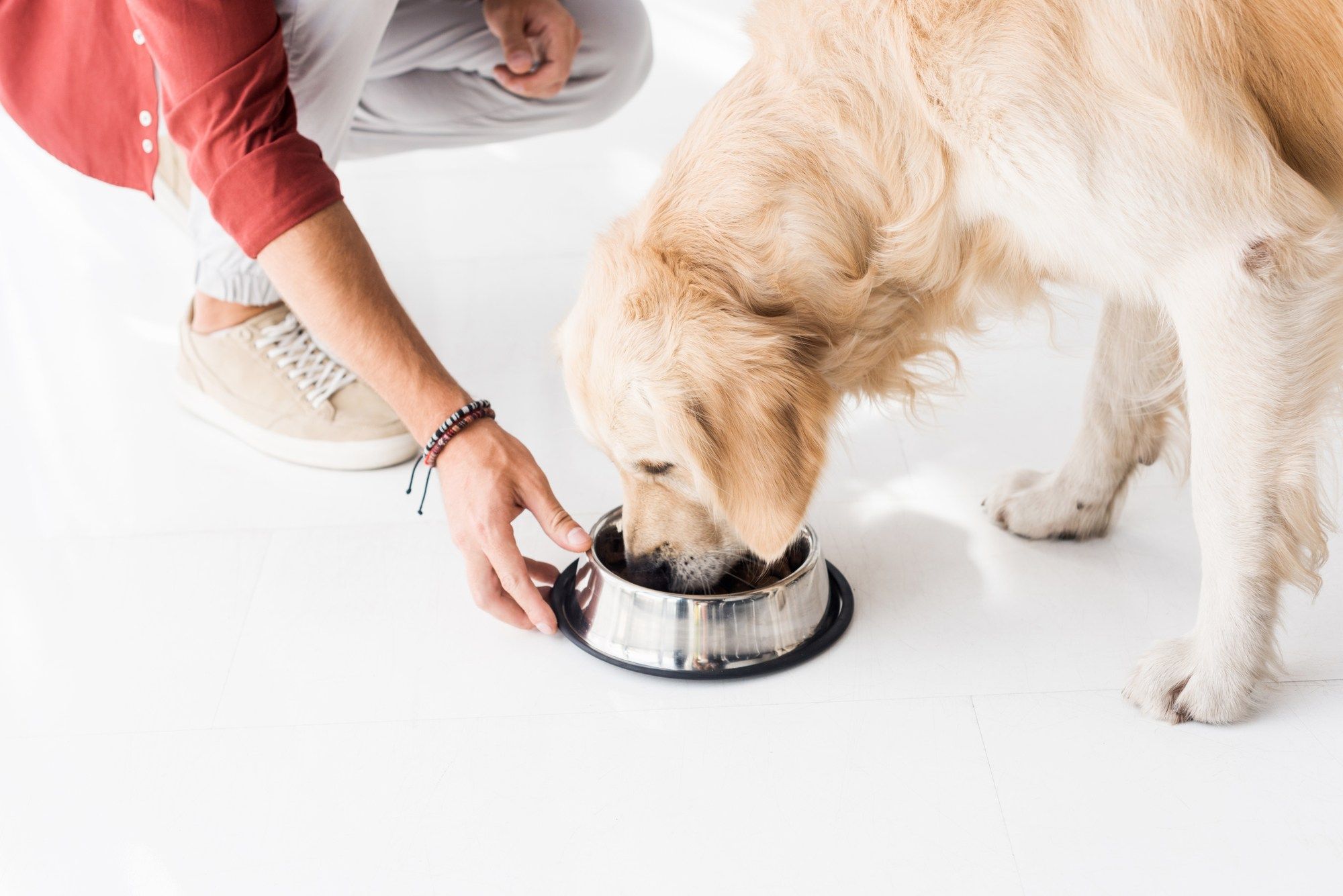 Performance Dog frozen pet food recalled over Salmonella and Listeria concerns.