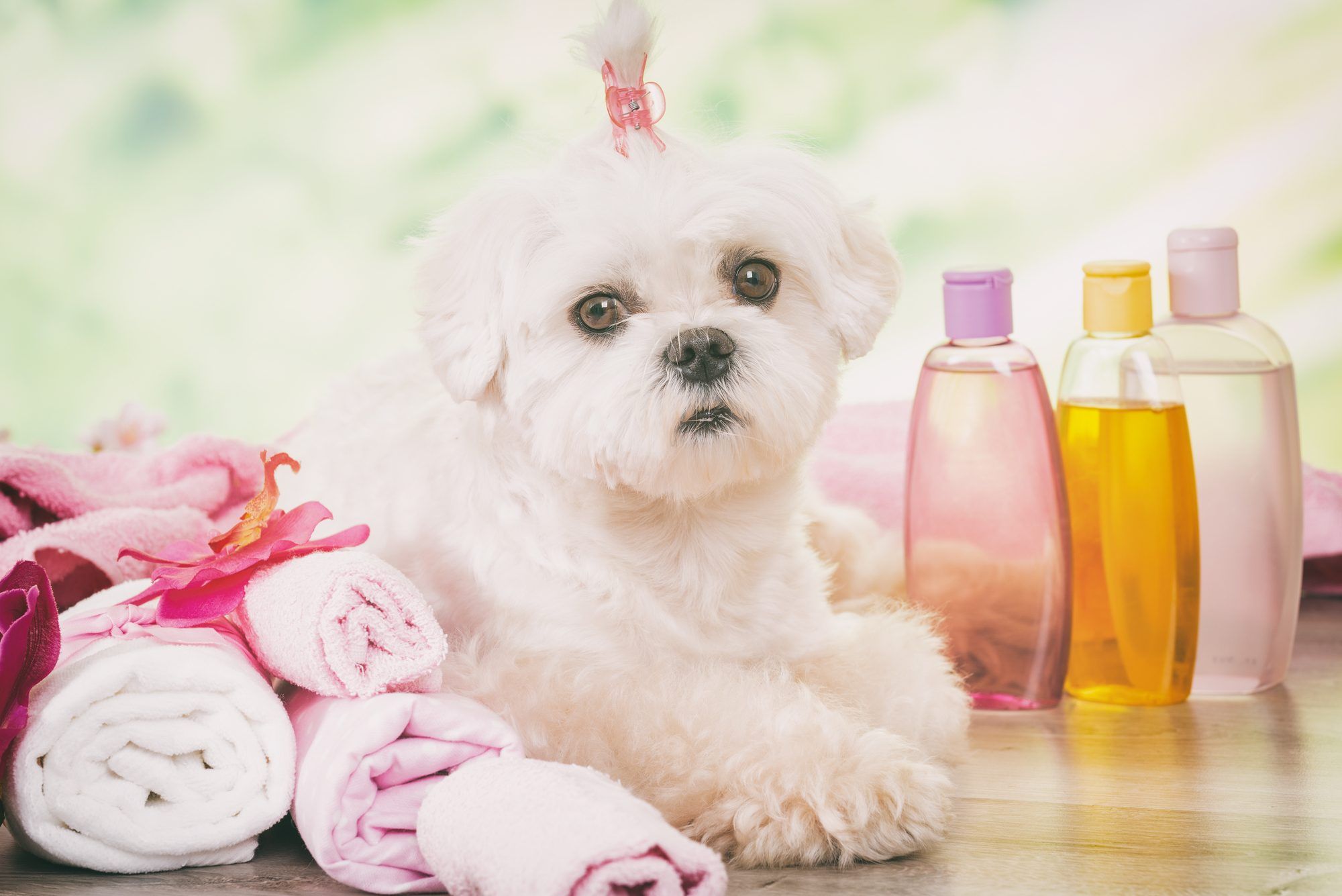 A Martha Stewart class action lawsuit has been filed over false advertising for pet products.