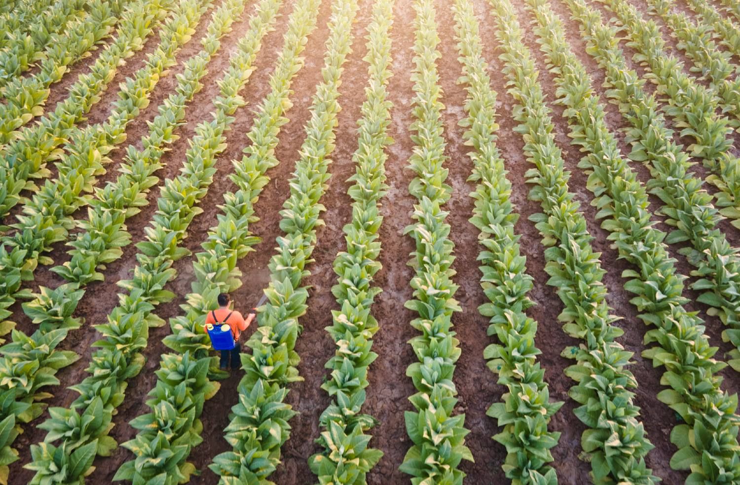 A man sprays weed killer on rows of tobacco crops - roundup