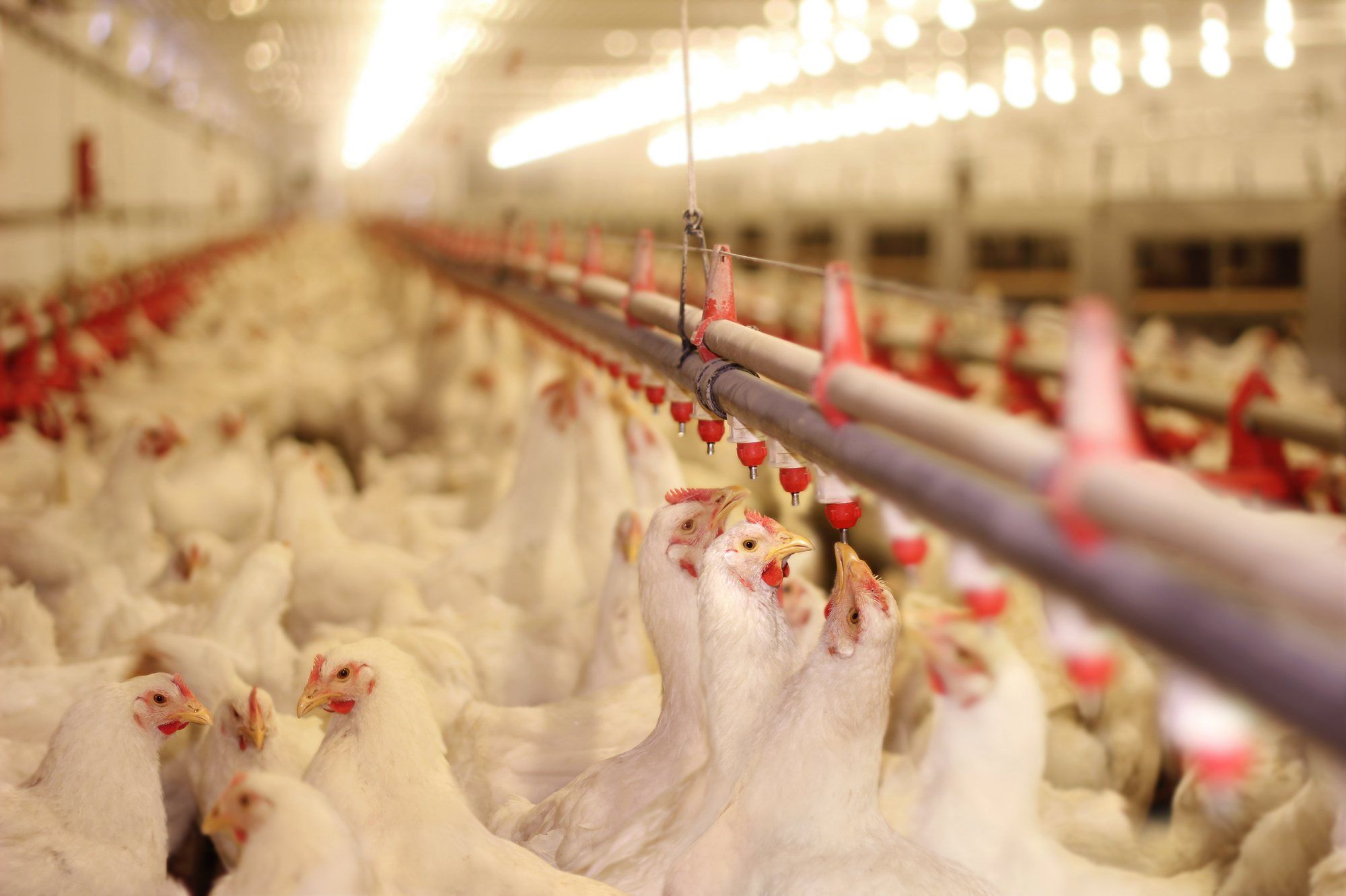 Mountaire chicken farm will pay $205 million to settle claims that its poultry processing plant contaminated air and the groundwater around it.